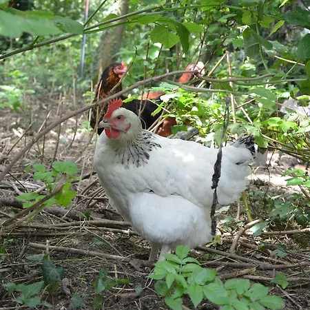 منزل ريفي La Ferme Wessiere Oye-Plage