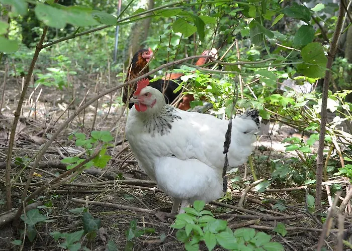 Landhaus La Ferme Wessiere Oye-Plage